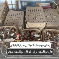 نماینده ورامین در گیلان ، جوجه گلپایگان ،اردک پکنی