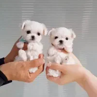 توله سگ پشمالو شیتزو مالتیز عروسکی سایز تیکاپ