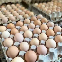 تخم راس گوشتی نطفه دار درصد هچ بالا تازه