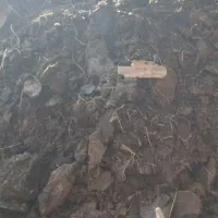 گاو|حیوانات مزرعه|جیرفت, |دیوار