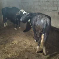 گاومیش درجه ۱  اولین شکم