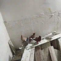 چند عدد کبوتر رنگی دم سفید|پرنده|خرم‌آباد, |دیوار