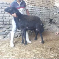 بره قوچ و شیشک همو افشار و قزل افشار