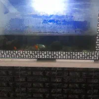 آکواریوم با تمام وسایل|ماهی|قرچک, مهدیه|دیوار