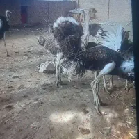 شتر مرغ