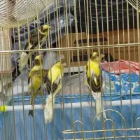 باسلام عرض ادب خدمت دوستان عزیز عشق بازان|پرنده|شهریار, شهریار|دیوار