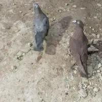 کفتر تافته‌ای سرخ دم سفید|پرنده|شیراز, جوادیه|دیوار
