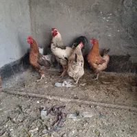 سه تا مرغ یه خروس پایین همه چیز نوشتم لطفا بخونید