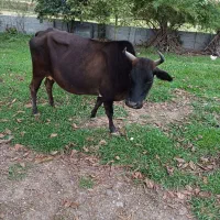 فروش گاو با گوساله ماده|حیوانات مزرعه|سنگر, |دیوار