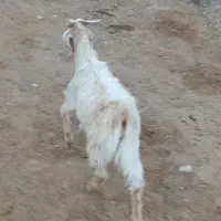 یه دونه کهره نر قیمت ۵۷۰۰|حیوانات مزرعه|داراب, |دیوار