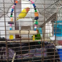 طوطی برزیلی|پرنده|اردبیل, |دیوار