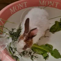 خرگوش