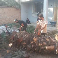 قطع نخل بریدن نخل بریدن درخت حرس نخل سمپاشی