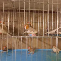 فنچ فائو اورنج|پرنده|اردبیل, |دیوار