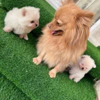 توله پامرین اصیل وارداتی