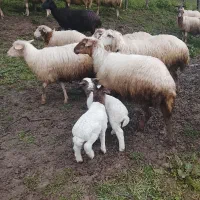 بره کوچک نر