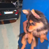 سگ پامر خرسی دزدیده شده