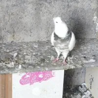 کبوتر طوقی|پرنده|عجب شیر, |دیوار