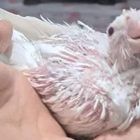 جوجه عروس هلندی وکوتوله برزیلی سرلاکی