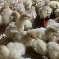 جوجه بوقلمون بیوتی درجه یک