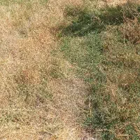 زمین کشاورزی