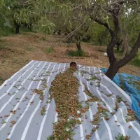 باغ بادرختان باربده بادام بافنس محدوده پل زمانخان|فروش دفتر صنعتی، کشاورزی، تجاری|شهرکرد, |دیوار