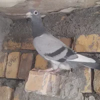 کبوتر جوجه|پرنده|طرقبه, |دیوار