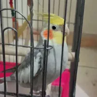 پرنده ،عروس هلندی