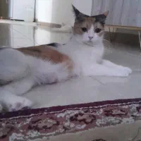 گربه پرشین موکوتاه