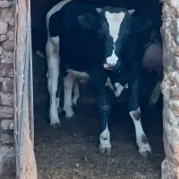 گاو سیمینتال درجه ۱