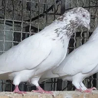 کبوتر کلدمسبز و ...|پرنده|قائم‌شهر, |دیوار