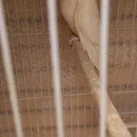 عروس هلندی مولد باتخم|پرنده|مشهد, بلال|دیوار