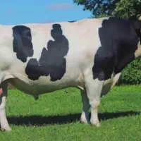 گوشت گوساله تازه کشتار روز کیلو ۶۰۰