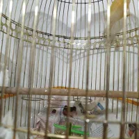 دو تا قناری برفکی و زرد بخون نهبندان|پرنده|نهبندان, |دیوار