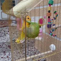 فروش دو طوطی برزیلی رام|پرنده|بوکان, |دیوار