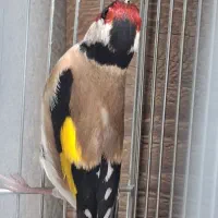 سهره نر دهن لر