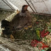 مرغ جوجه اصیل‌جهت معاوضه