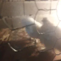 مرغ خروس ابریشمی