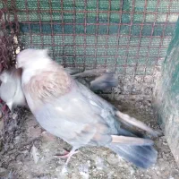 2جفت کفتر|پرنده|شاهین‌شهر, مورچه خورت|دیوار