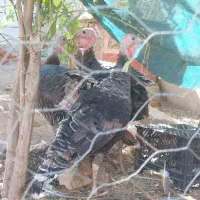 مرغ خروس کلین و پاکوتاه بوقلمون ماده|حیوانات مزرعه|اندیمشک, |دیوار