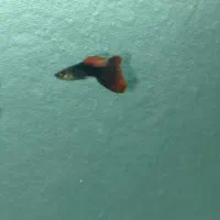 گوپی رد و بلو