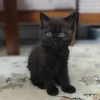 بچه گربه بریتیش|گربه|اندیشه, اندیشه فاز ۱|دیوار