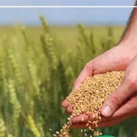 افزایش تناژ برداشت گندم|خدمات باغبانی و درختکاری|بروجن, |دیوار