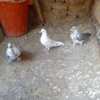 کبوتر تهرانی|پرنده|کرج, حصار|دیوار