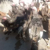 بوقلمون محلی و برنز|حیوانات مزرعه|هرسین, |دیوار