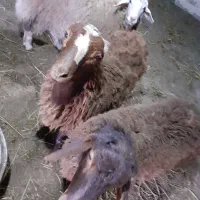 سه تا بره نر و ماده