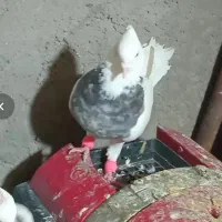 طوقی مفت معاوضه|پرنده|رفسنجان, |دیوار