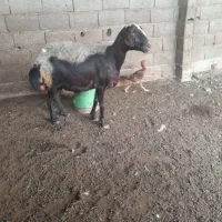 گوسفند|حیوانات مزرعه|گنبد کاووس, |دیوار