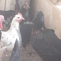 مرغ افغان نیمه لاری