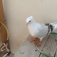 دوکت آبی و خاکستری|پرنده|جم, |دیوار